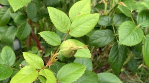 Lambert Closse Rose–Toronto