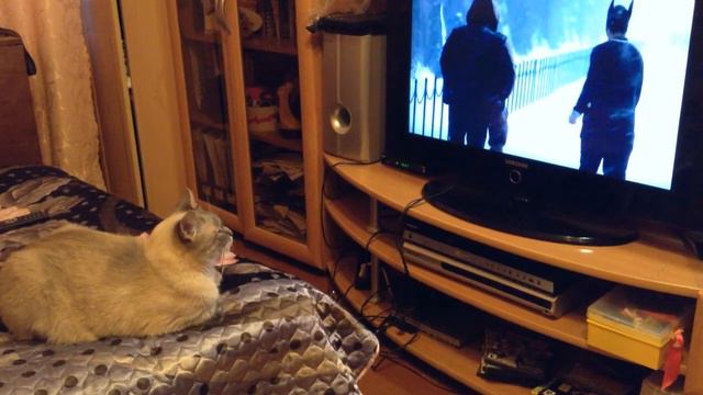 Кот Баксс смотрит телевизор