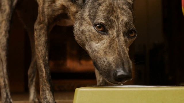 Mucus In Dog Poop — What Does It Mean? | Ultimate Pet Nutrition - Dog Health Tips