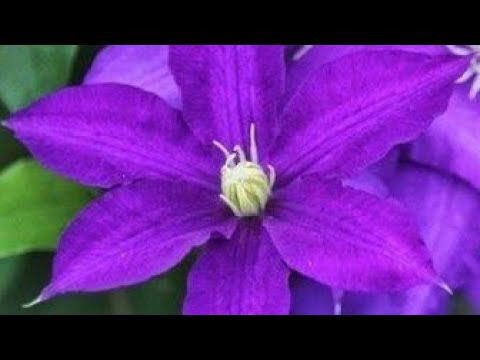 Покупка Клематисов для моего сада. смотреть онлайн