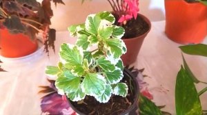 НЕПРИХОТЛИВЫЕ КОМНАТНЫЕ РАСТЕНИЯ С ПЕСТРЫМИ ЛИСТЬЯМИ