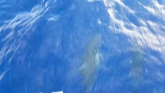 ocean sailing Maui to Victoria-18.5 days from Hawaii Aug 2016 on Beneteau 43 ION смотреть онлайн
