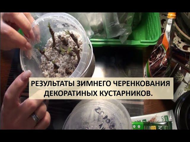 Результаты зимнего черенкования декоративных кустарников. смотреть онлайн