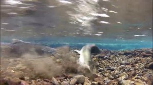 Нерест лосося. Лосось штурмует дорогу. Икромет в малых реках. Уникальные съемки!