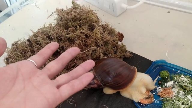 МОХ ДЛЯ УЛИТОК. ИДЕАЛЬНЫЙ НАПОЛНИТЕЛЬ смотреть онлайн