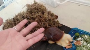 МОХ ДЛЯ УЛИТОК. ИДЕАЛЬНЫЙ НАПОЛНИТЕЛЬ