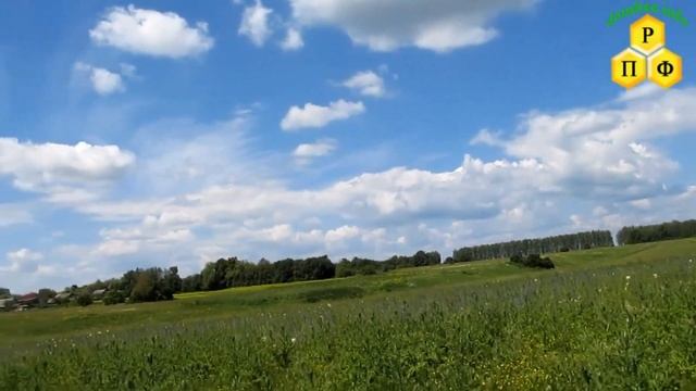 Мордовник медонос на суглинке смотреть онлайн