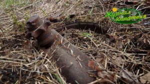 ПОВЕЗЛО НАЙТИ НЕКОПАНУЮ ДЕРЕВНЮ В ГЛУШИ! Коп металлолома