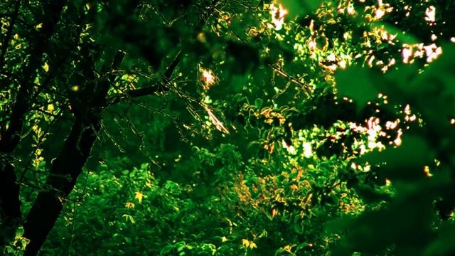 Волшебный лес. Дачные картинки 2023. смотреть онлайн