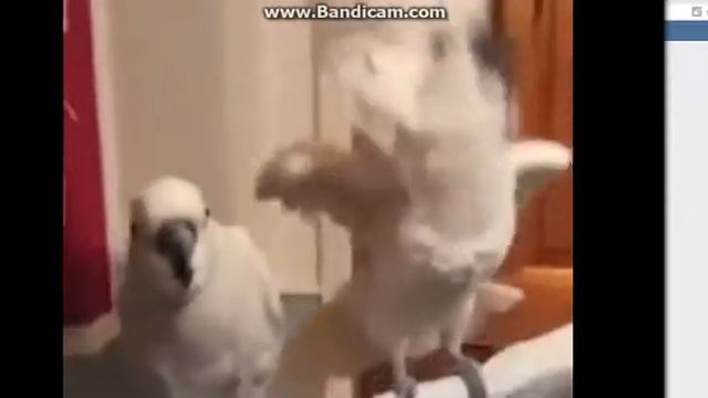 ор!!!!!попугаи улёт смотреть онлайн