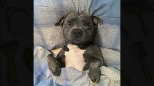 Стаффордширский бультерьер - Описание