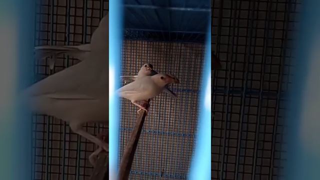 java Spearow Breeding progress n chick ? for sale | location Karachi |#viralvideo #javasparrow смотреть онлайн
