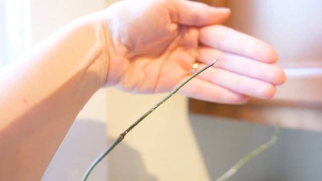 So Much Spring Growth! New Leaves & My First Hoya Bloom | Houseplant Updates