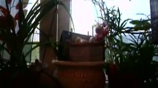 Театр одной канарейки