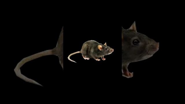 Pulgas de las especies Pulex irritans, Ctenocephalides canis, Ctenocephalides felis, Xenopsylla смотреть онлайн