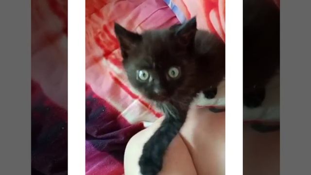 Котёнок породы Мэнкс смотреть онлайн
