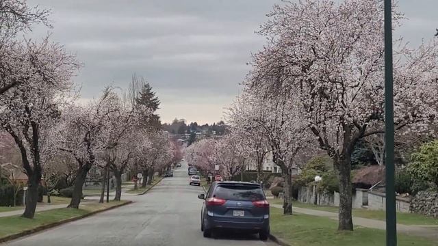 Driving in Vancouver Canada | Arbutus Ridge Cherry Blossom Spring 2021 смотреть онлайн