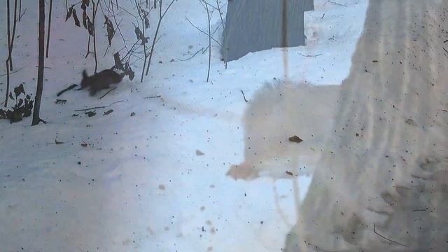 Белочки в заповеднике Царицыно 2 янв 2023 смотреть онлайн