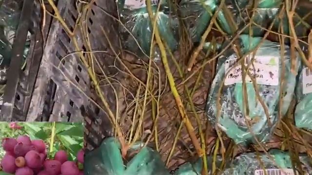 РОЗОВАЯ ГОЛУБИКА - настоящее ЧУДО!! Шикарные САЖЕНЦЫ! Сезон Весна-2023 смотреть онлайн