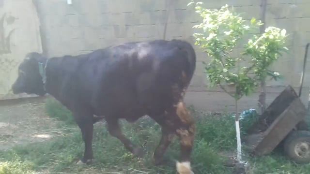 Бык швиц смотреть онлайн