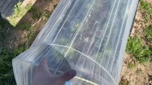 Ягодные мини-тоннели для клубники и не только!