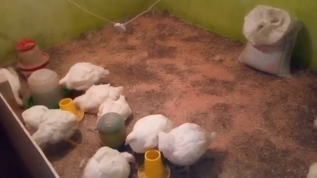 ИТОГИ СОДЕРЖАНИЯ КОББ 500. смотреть онлайн