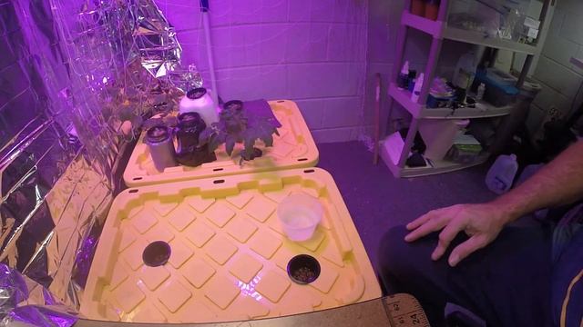 Starting Seeds for Kratky Calabrese Green Broccoli. смотреть онлайн