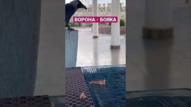 ВОРОНА - БОЯКА. СМЕЛЫМ ДОСТАНЕТСЯ ВСЁ!!!!! #shorts #ворона #птицы #природа #birds #животные #reels смотреть онлайн