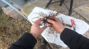 Размножение спаржи делением куста. Осенняя пересадка. Короткая версия.