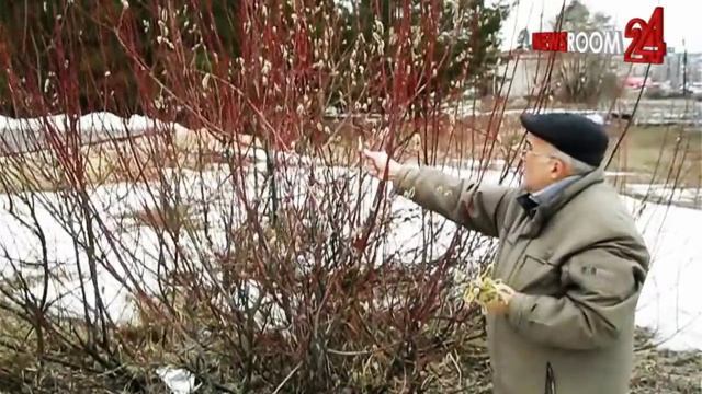 Старинный обряд ломать вербу сохранили православные нижегородцы