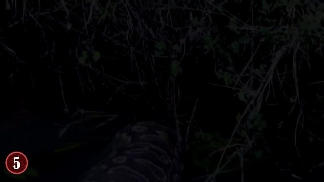 9 Biggest Snakes In The World смотреть онлайн