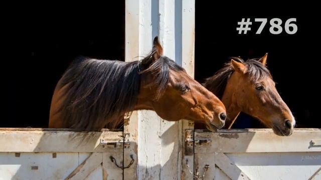 #786. Лошади (В мире животных) смотреть онлайн