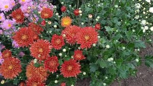 Шапка Мономаха. Зимостойкий ранний сорт хризантемы.