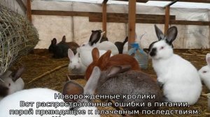 Когда можно случать крольчиху после окрола