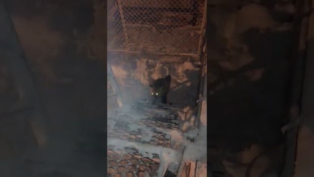 Север Лисы -54 градуса смотреть онлайн
