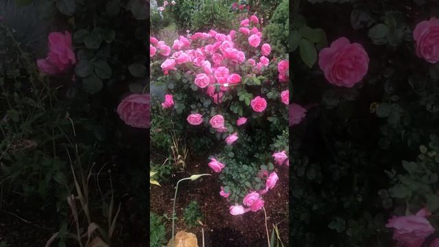 Роза Леонардо да Винчи/ Leonardo da Vinci Meilland смотреть онлайн