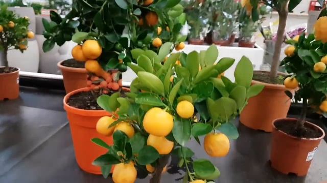 Цитрофорты: лимон, каламондин, микрокарпа. Орхидеи. смотреть онлайн