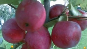 Яблоня Китайка Керр (Китайка Керр). Краткий обзор, описание характеристик, где купить саженцы