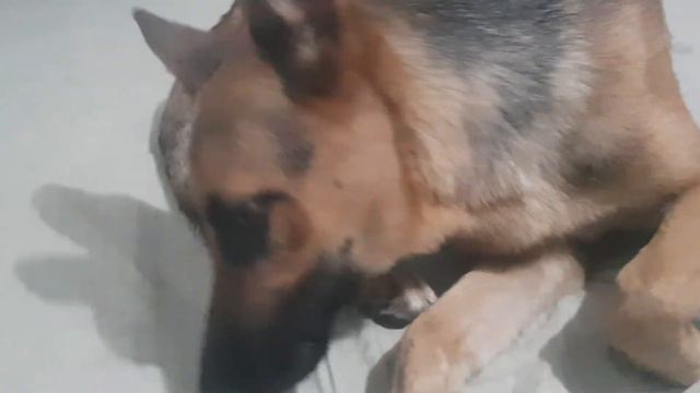 Cute German Shepherd bites her tail. смотреть онлайн