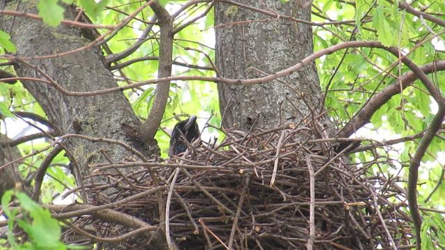 Ворона Каркуша высиживает птенцов смотреть онлайн