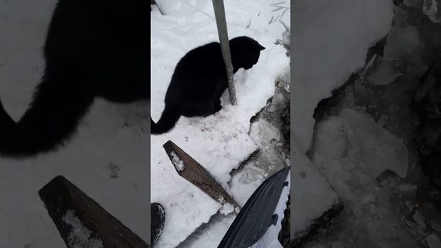 запускаем малька линя смотреть онлайн