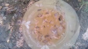 ПЛОДОЖОРКА яблонная. КАК избавиться от червяков в яблоках?