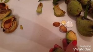 Миндаль десертный сортовой. Купить саженцы ореха. Мой сад. Мигдаль ЕКО-КРАЇНА Саджанці мигдаля