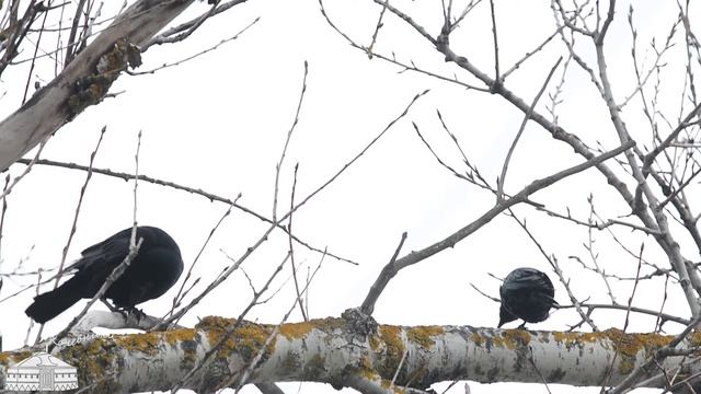 Наблюдение за птицами. Грач. Birdwatching. Rook смотреть онлайн