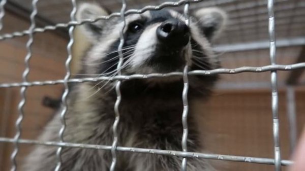 Классные покупки в зоомагазине