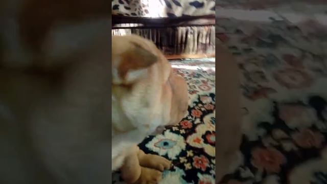 К нам прилетел ТАЙСОН смотреть онлайн