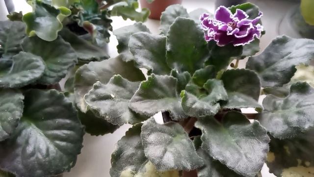 КОРОЛЕВСКИЕ ФИАЛКИ ! смотреть онлайн