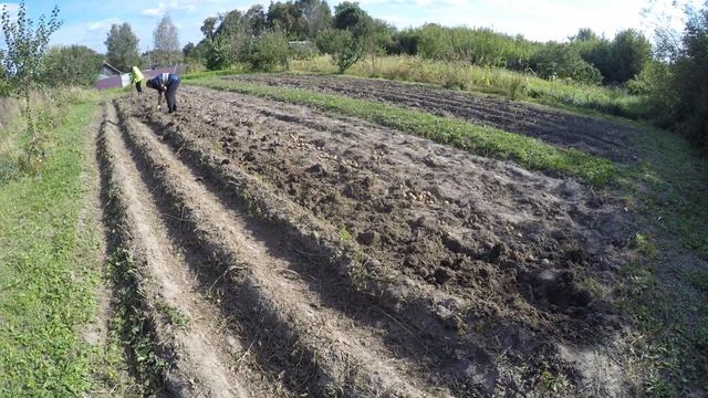 Копаем картофеля ручной картофелекопалкой смотреть онлайн