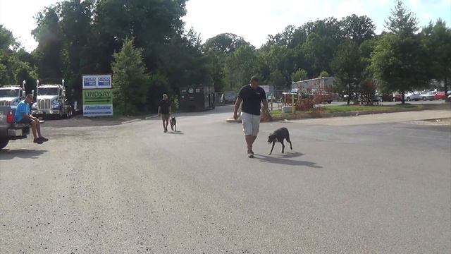 dog training - Stella - handbook for dog trainers and dog lovers bit.do/DogTrainerForum смотреть онлайн