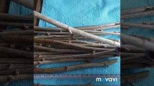 Обрезка и черенкование чёрной смородины